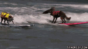 animals,dog,ocean,dogs,surfing
