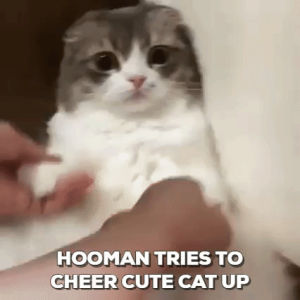 hooman,cat,cute,lol,kitty,kitten,adorable,meow,feline