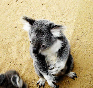 koala,animals,running,serious