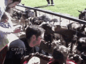 animals being dicks,football,nfl,animals being jerks,goats,nfl football