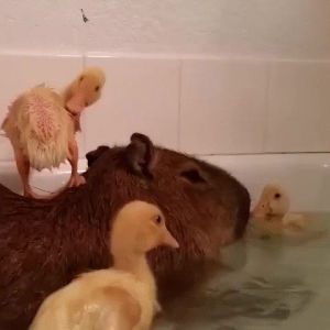 capybara,bath,ducks