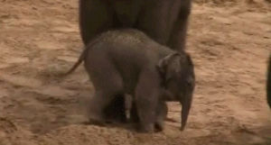 elephant,baby elephant