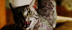 jason stackhouse,cat,animals,angry,spoilers,503,hissing