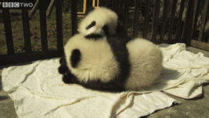 hugging,animals,panda,baby and mom