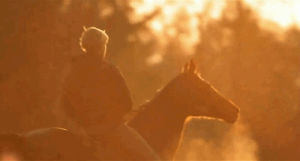 sunset,equestrian,equine,love,hipster,snappish