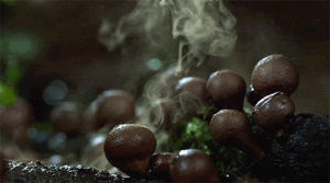 mushrooms,funny,blogher15