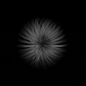 dandelion,after effects,cinema 4d,illustration,c4d,black and white,geometric,geometry,art,artists on tumblr,design,hair,motion,photoshop,shape,form,eightninea