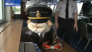 sailor,cats