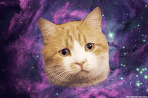 space,cat