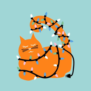 kitten,xmas,cat,christmas,lights,pet,meow,kitteh