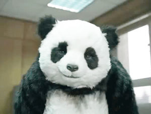 panda,never say no to panda,misc,hoppip,stare,animals,imt,he is staring into your soul