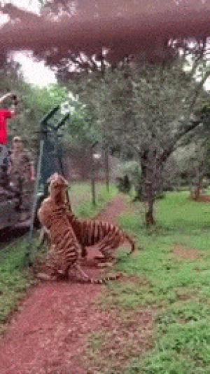 slowmotion,nature,tiger,meat,jumps