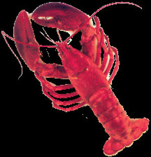 lobster,transparent