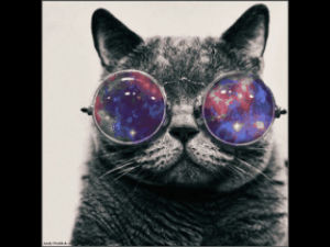 cat with glasses,cat,wow,kitty,bored,glasses,galaxy