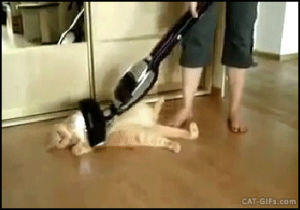 cleaner,strongly,cat,loves,vacuum