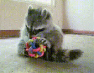 raccoon,likes,puzzles
