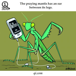 praying mantis,insect,the beatles,music,facts,fact