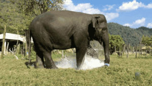 fountain,sprinkler,animals,elephant