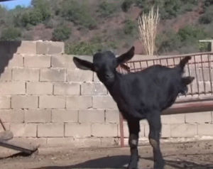 goat,help,paws