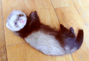 ferret,animals,baby,face,roll,lick
