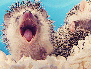 hedgehog,yawn,yawning