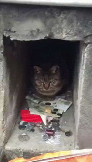 cash,cat,knows