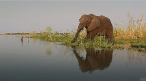 zambezi,elephant,cinemagraph,park,national,thirst,biting snow
