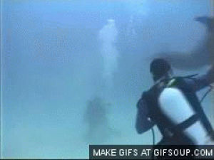scuba,dolphin,diving