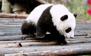 bear,climbing,animals,animal,walking,panda,panda bear,baby panda,so precious