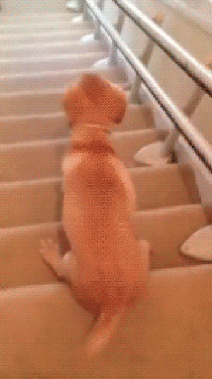 surfing,stairs,stair,dog