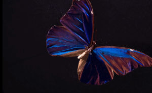 butterflies,moho,nature,science,video,blue,colors,light,physics,biology,pbs digital studios,insects,deep look