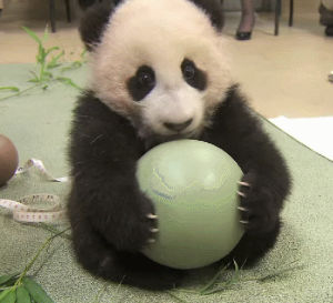 panda,cutest,ball,sqweeee