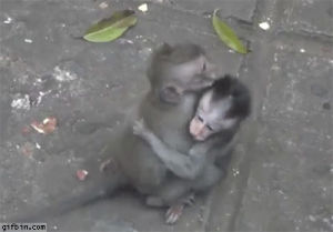 monkey,hit