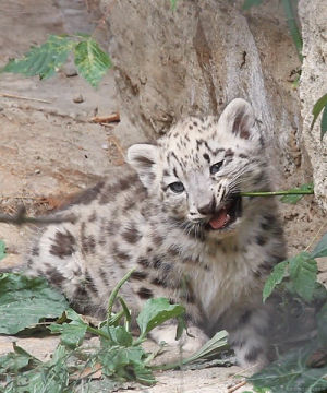 snow leopard,leopard,chew