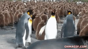 slapping,follow me,king penguin,penguins,funny,animals,weird