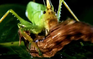 biology,larvae,insect,bugs,grasshopper,katydid,science,fight,attack,bite,bio,cateillar,bitten,mandibles,monster bug wars,horned katydid