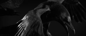 gothic,darkness,black,black and white,flying bird,flying raven,raven,creepy,dark,goth culture,bird