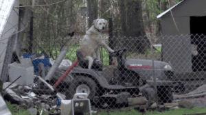 lawnmower,dog