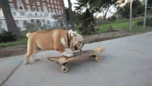 bulldog,dog,skateboard,share,ss,discover