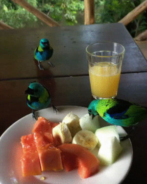 breakfast,tanagers