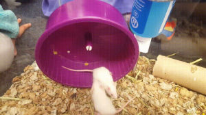mouse,wheel,albino