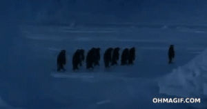 funny,animals,fail,walking,ice,penguin,slip,antarctica