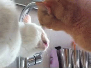cat,animals,drinking,licking,thirsty,slurp