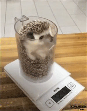 hedgehog,cup,reverse,tries