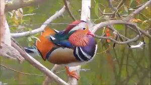 Mandarin Gif Find On Gifer