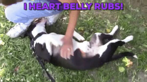 belly rubs,adopt,rescue dog,nebraska humane society,self satisfied,head off