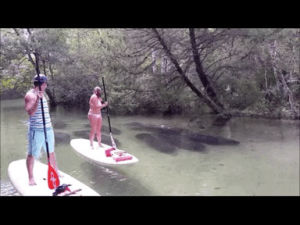 swimming,paddle,manatees,boarders