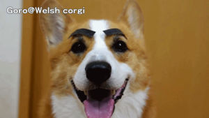 welsh corgi,animals,dogs,corgi,goro,goro the corgi