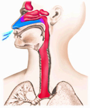 Дыхание человека. Упражнения для носового дыхания. Дыхание через нос свободное. Нади шодхана пранаяма. Человек дышит.