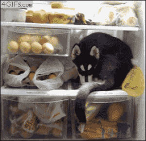 animals,husky,puppy,refrigerator,cute,dog,fridge